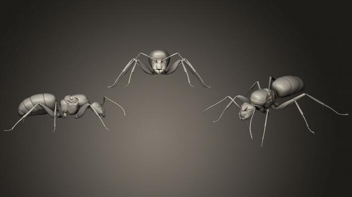 نموذج ثلاثي الأبعاد لآلة CNC الحشرات خنافس الحشرات 9